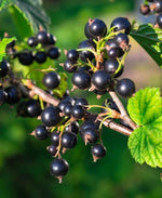Black_Currant