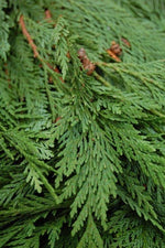 Cedar