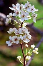 Pear_Blossom