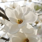 White_Musk