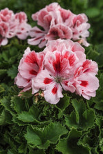 Geranium