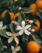 Orange_Blossom