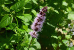 Patchouli